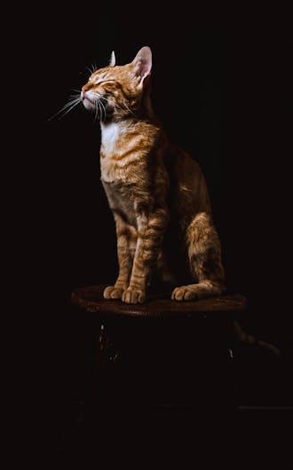 Feline Wellness Plans_s4-2