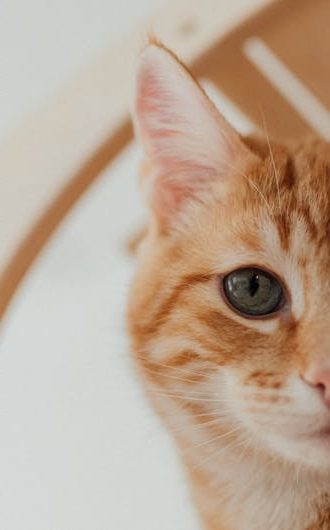 Feline Wellness Plans_s5-1