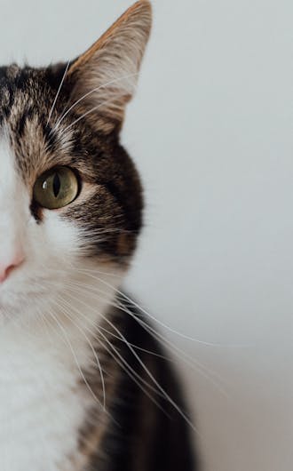 Feline Wellness Plans_s5-2