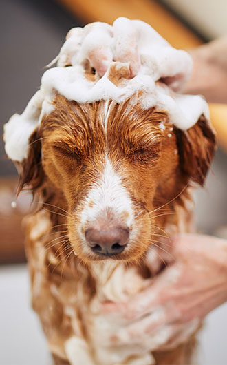 Dog Wash