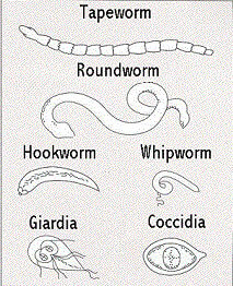 Giardia