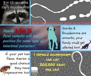 Giardia