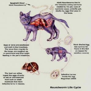 Giardia