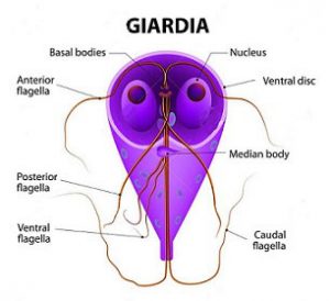 Giardia